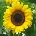 Sunflower�V�鸪�o��¦�o