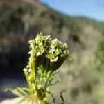 Tagetes - Tagetes minuta �U�ص� ������S