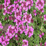 Thyme Red - Thymus serpyllum ���ʨ�����o