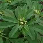 Fenugreek - Trigonella Foenum ��Ī�ڲM�n�����o