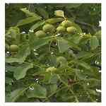 Walnut�J��o��¦�o