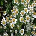 Tansy Blue - Tanacetum annum �Ŧ�� ������S