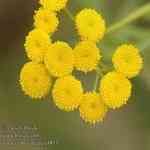 Tansy - Tanacetum vulgare ����o