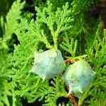 Cedarwood Chinese - Thuja orientalis ���곷�Q�M�n�����o