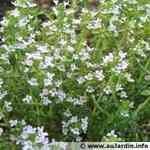 Thyme -Thymus vulgaris CT thujanol���f�J�ʨ��� ������S