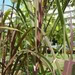 Vetiver - Vetiveria zizanioides �������o