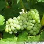 Cognac White - Vitis Vinifera �z���ո���M�n�����o