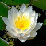 Lotus White - Nelumbo nucifera սS
