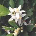 Orange Blossom - Citrus aurantium var. amara 香橙花精油